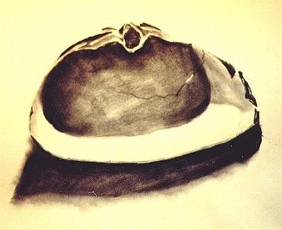 Clam shell done in charcoal